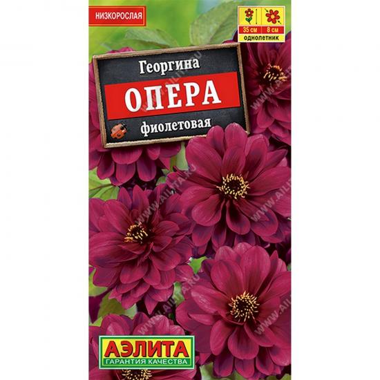 Георгин Опера фиолетовая 7шт ЦП  Аэлита (10) - 1